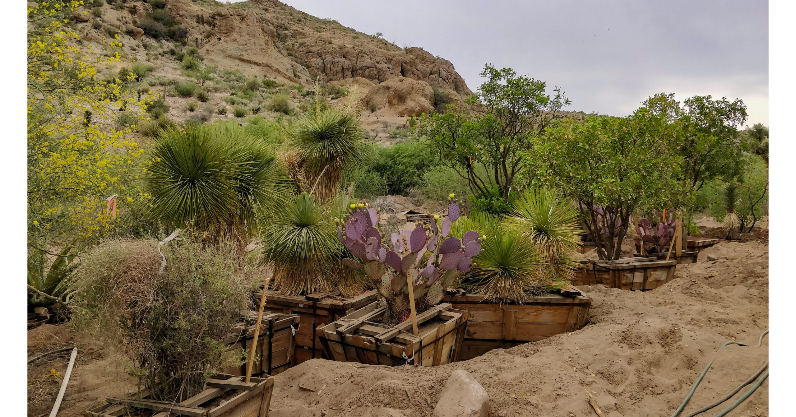 Boyce Thompson Arboretum